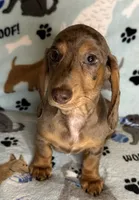 Lou, a male Miniature Dachshund for sale in Old Town, FL – 7 of 10