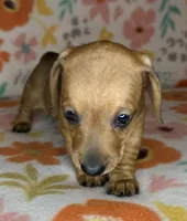 Ruby, a female Miniature Dachshund for sale in Old Town, FL – 3 of 6