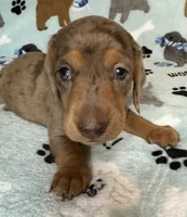Lou, a male Miniature Dachshund for sale in Old Town, FL – 5 of 7