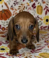Annie, a female Miniature Dachshund for sale in Old Town, FL – 7 of 10