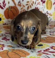 Duncan, a male Miniature Dachshund for sale in Old Town, FL – 7 of 10