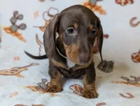 Charlie, a male Miniature Dachshund for sale in Old Town, FL – Photo 4 of 4