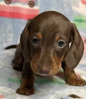 Charlie, a male Miniature Dachshund for sale in Old Town, FL – Photo 1 of 4