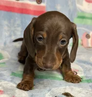 Charlie, a male Miniature Dachshund for sale in Old Town, FL – Photo 2 of 4