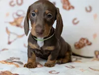 Charlie, a male Miniature Dachshund for sale in Old Town, FL – Photo 3 of 4