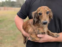 Chester, a male Miniature Dachshund for sale in Old Town, FL – 7 of 10