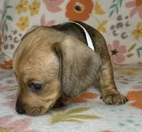 Dolly, a female Miniature Dachshund for sale in Old Town, FL – 4 of 5