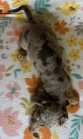 Luann, a female Miniature Dachshund for sale in Old Town, FL – 9 of 10