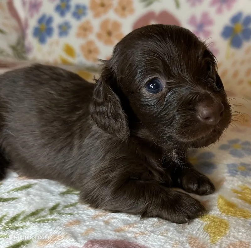 Hersey – Miniature Dachshund puppy for sale in Old Town, FL