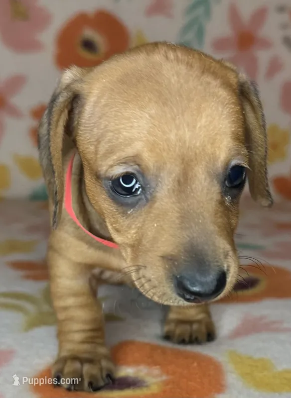 Ruby – Miniature Dachshund puppy for sale in Old Town, FL
