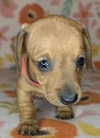 Ruby, a female Miniature Dachshund for sale in Old Town, FL – 1 of 6