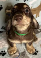 Jerry , a male Miniature Dachshund for sale in Old Town, FL – 7 of 8