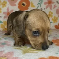 Dolly, a female Miniature Dachshund for sale in Old Town, FL – 2 of 5