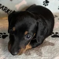 Toby, a male Miniature Dachshund for sale in Old Town, FL – Photo 3 of 8