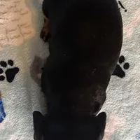 Toby, a male Miniature Dachshund for sale in Old Town, FL – Photo 8 of 8