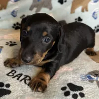 Toby, a male Miniature Dachshund for sale in Old Town, FL – Photo 7 of 8