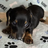 Toby, a male Miniature Dachshund for sale in Old Town, FL – Photo 1 of 8