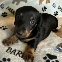 Toby, a male Miniature Dachshund for sale in Old Town, FL – Photo 2 of 8