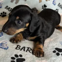 Toby, a male Miniature Dachshund for sale in Old Town, FL – Photo 4 of 8