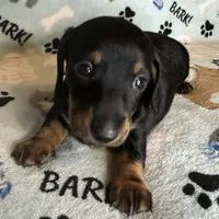 Toby, a male Miniature Dachshund for sale in Old Town, FL – Photo 5 of 8