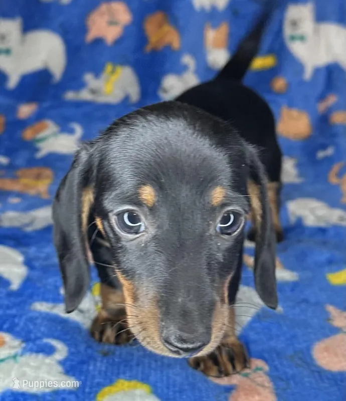 Toby – Miniature Dachshund puppy for sale in Old Town, FL