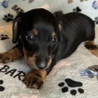 Toby, a male Miniature Dachshund for sale in Old Town, FL – Photo 6 of 8