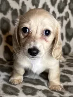 Franny, a female Miniature Dachshund for sale in Old Town, FL – 2 of 10