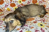 Nelly, a female Miniature Dachshund for sale in Old Town, FL – 3 of 7