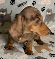 Lou, a male Miniature Dachshund for sale in Old Town, FL – 3 of 10