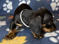 Teddy, a male Miniature Dachshund for sale in Old Town, FL – 2 of 10