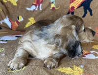 Norman, a male Miniature Dachshund for sale in Old Town, FL – 3 of 8