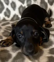 Ella, a female Miniature Dachshund for sale in Old Town, FL – 3 of 8