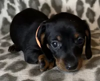 Poppy, a female Miniature Dachshund for sale in Old Town, FL – 4 of 10