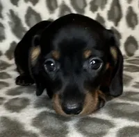 Poppy, a female Miniature Dachshund for sale in Old Town, FL – 7 of 10