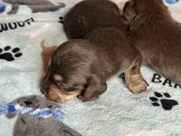 Tom, a male Miniature Dachshund for sale in Old Town, FL – 6 of 8
