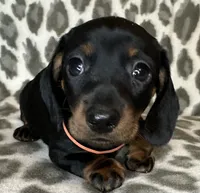 Poppy, a female Miniature Dachshund for sale in Old Town, FL – 2 of 10