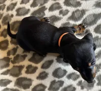 Poppy, a female Miniature Dachshund for sale in Old Town, FL – 8 of 10