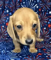 Charlie , a male Miniature Dachshund for sale in Old Town, FL – 3 of 7