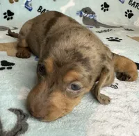 Lou, a male Miniature Dachshund for sale in Old Town, FL – 6 of 7