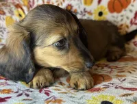 Nelly, a female Miniature Dachshund for sale in Old Town, FL – 4 of 7