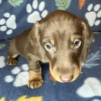 Louie, a male Miniature Dachshund for sale in Old Town, FL – 5 of 8