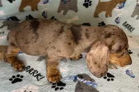 Lou, a male Miniature Dachshund for sale in Old Town, FL – 5 of 10