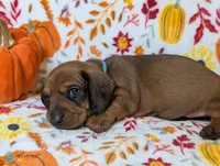 Slick, a male Miniature Dachshund for sale in Old Town, FL – Photo 2 of 4