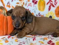 Slick, a male Miniature Dachshund for sale in Old Town, FL – Photo 4 of 4