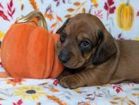 Slick, a male Miniature Dachshund for sale in Old Town, FL – Photo 3 of 4