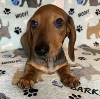 Charlie , a male Miniature Dachshund for sale in Old Town, FL – Photo 6 of 10