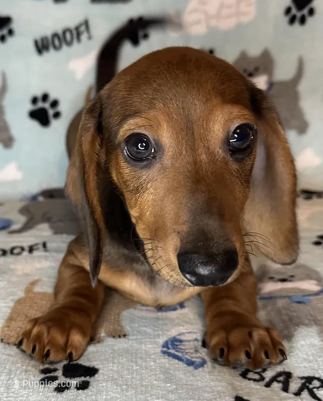 Charlie  – Miniature Dachshund puppy for sale in Old Town, FL