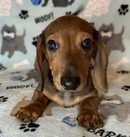 Charlie , a male Miniature Dachshund for sale in Old Town, FL – Photo 2 of 10