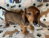 Charlie , a male Miniature Dachshund for sale in Old Town, FL – Photo 5 of 10