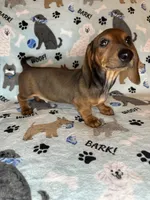 Charlie , a male Miniature Dachshund for sale in Old Town, FL – Photo 10 of 10